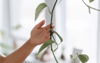 pexels-teona-swift-6912808